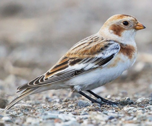 Хөмрөг (Туйлын цасчхөмрөг)